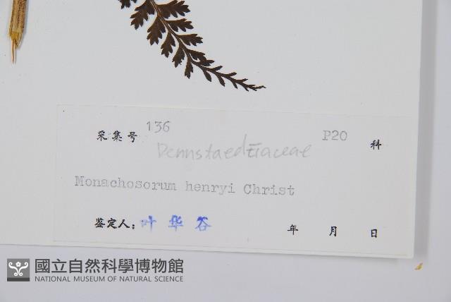 稀子蕨藏品圖，第2張