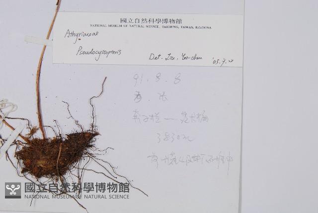 登錄號:P003647藏品圖，第2張