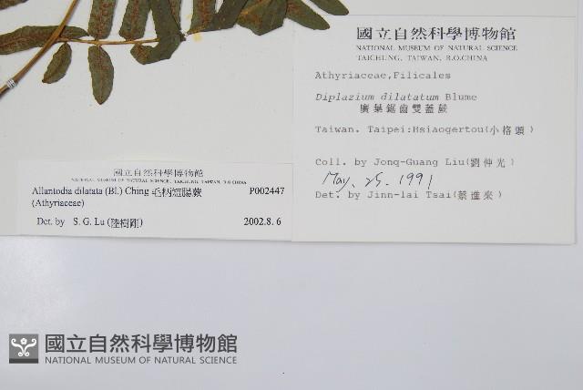 毛柄短腸蕨藏品圖，第2張