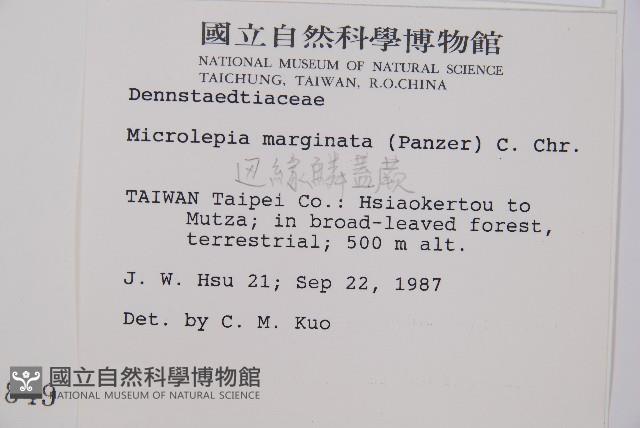 邊緣鱗蓋蕨藏品圖，第2張