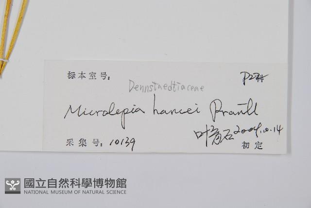 華南鱗蓋蕨藏品圖，第2張