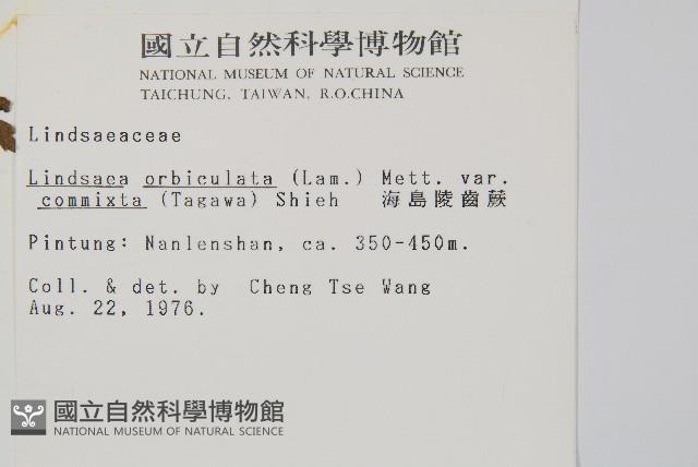 海島陵齒蕨藏品圖，第2張