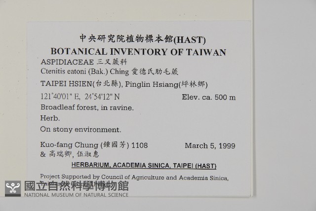 愛德氏肋毛蕨藏品圖，第2張