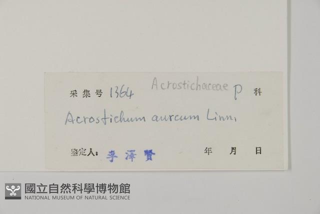 鹵蕨藏品圖，第5張