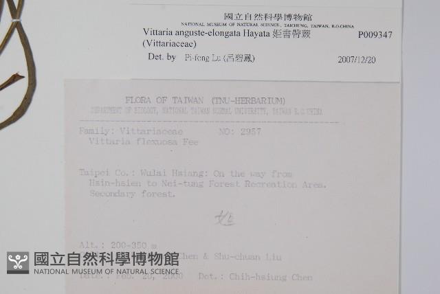 姬書帶蕨藏品圖，第2張