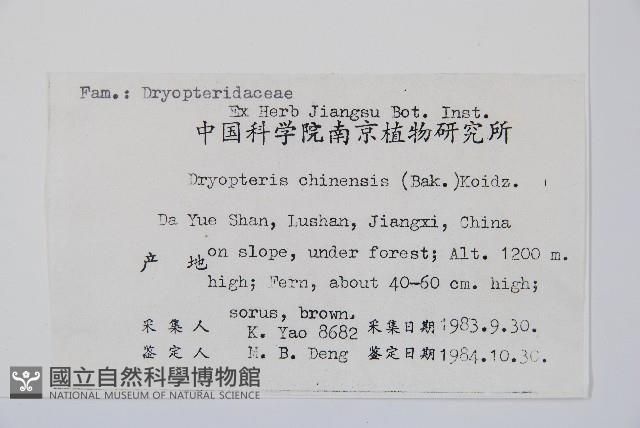 中華鱗毛蕨藏品圖，第2張