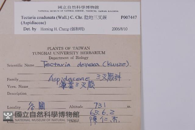 陰地三叉蕨藏品圖，第2張