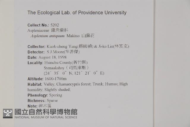 山蘇花藏品圖，第2張