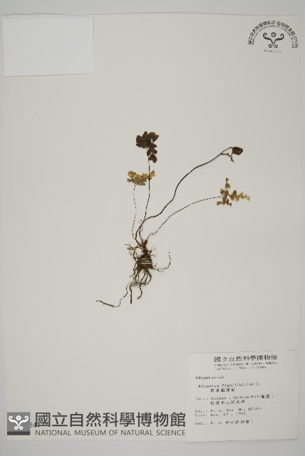 扇葉鐵線蕨藏品圖，第1張