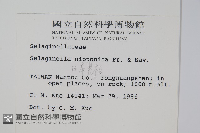日本卷柏藏品圖，第2張