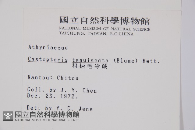 粗柄毛冷蕨藏品圖，第2張