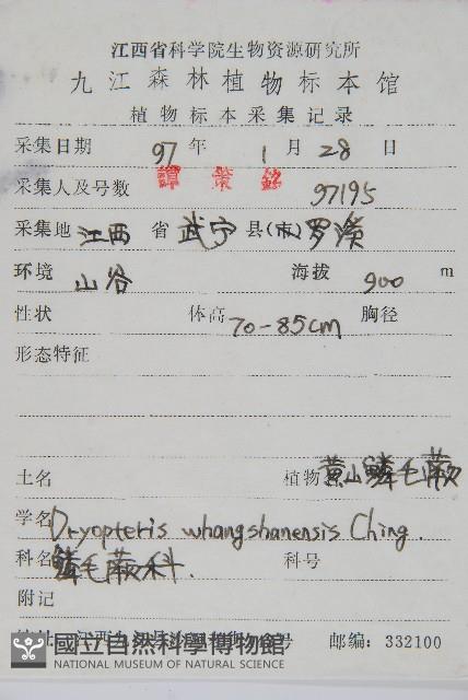 黃山鱗毛蕨藏品圖，第2張