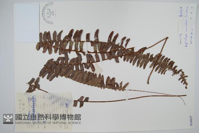 腎蕨藏品圖，第1張