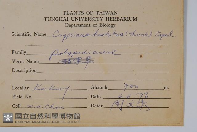 三葉茀蕨藏品圖，第1張