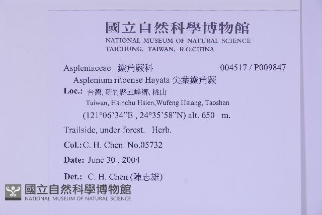 尖葉鐵角蕨藏品圖，第2張