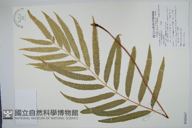 粗齒革葉紫萁藏品圖，第1張