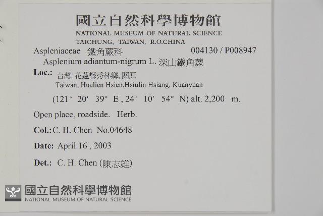 深山鐵角蕨藏品圖，第4張