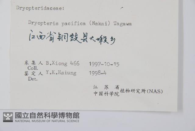 太平鱗毛蕨藏品圖，第2張