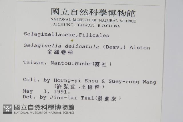 全緣卷柏藏品圖，第2張