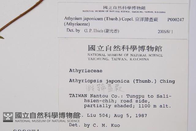 東洋蹄蓋蕨藏品圖，第2張