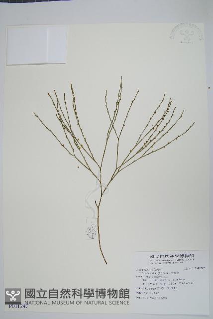 松葉蕨藏品圖，第1張