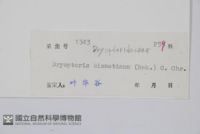 兩色鱗毛蕨藏品圖，第2張