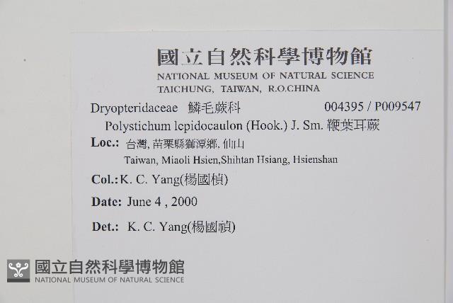 鞭葉耳蕨藏品圖，第2張