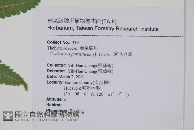 密毛毛蕨藏品圖，第2張