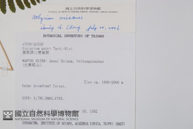 阿里山蹄蓋蕨藏品圖，第2張