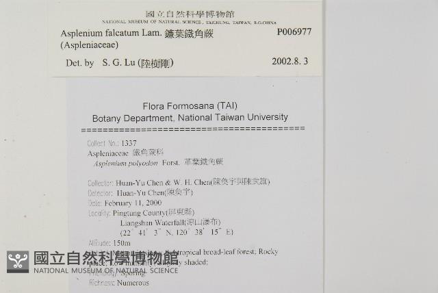 鐮葉鐵角蕨藏品圖，第2張