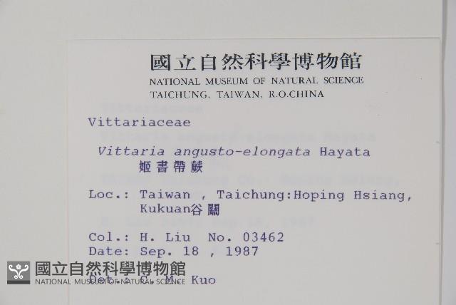 姬書帶蕨藏品圖，第2張