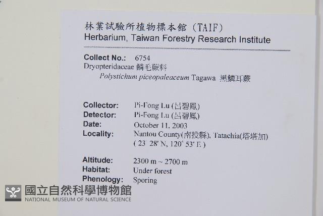 黑鱗耳蕨藏品圖，第2張