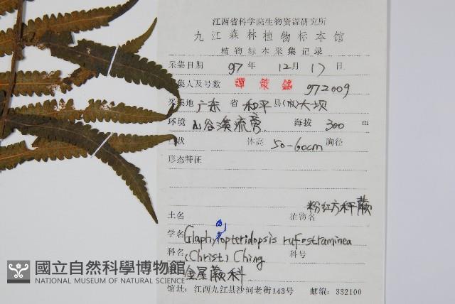 粉紅方桿蕨藏品圖，第2張