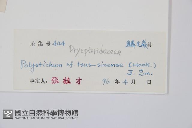 馬祖耳蕨藏品圖，第2張