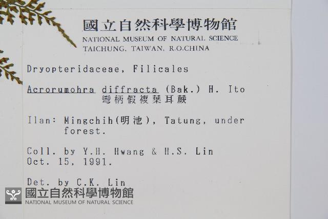 彎柄假複葉耳蕨藏品圖，第2張