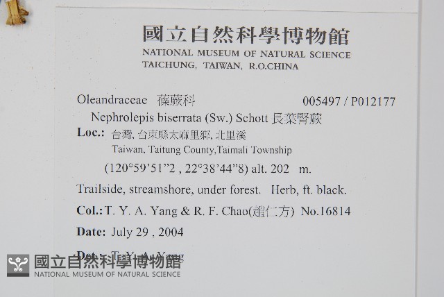 長葉腎蕨藏品圖，第2張