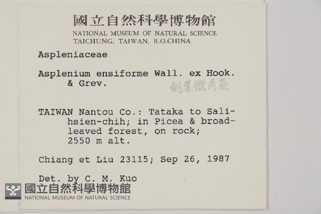 劍葉鐵角蕨、箭葉鐵角蕨藏品圖，第2張