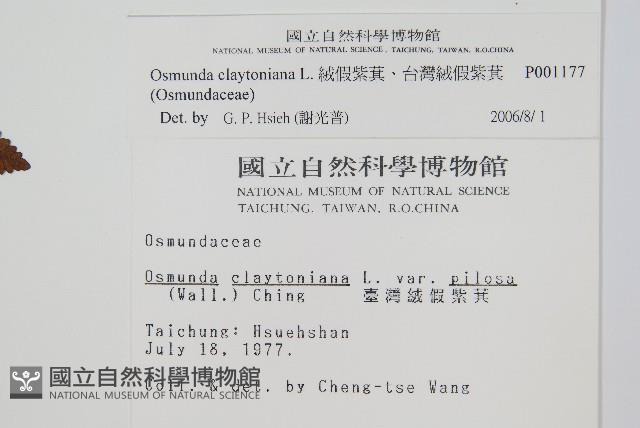 絨假紫萁、台灣絨假紫萁藏品圖，第2張