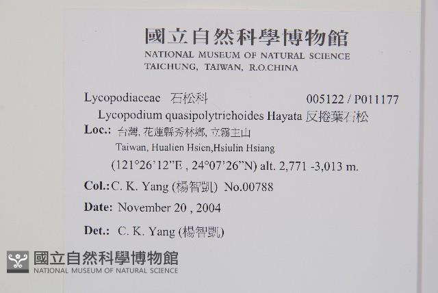 反捲葉石松藏品圖，第2張