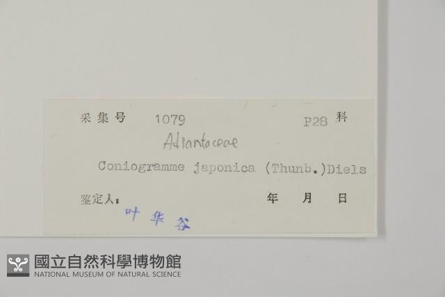 日本鳳丫蕨藏品圖，第2張