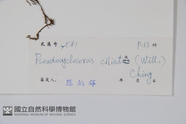 溪邊假毛蕨藏品圖，第2張