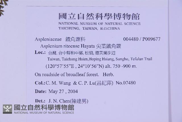 尖葉鐵角蕨藏品圖，第2張