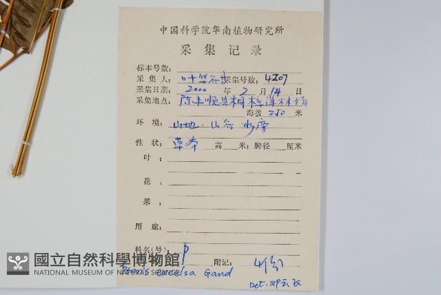 溪鳳尾蕨藏品圖，第2張