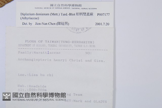 細柄雙蓋蕨藏品圖，第2張