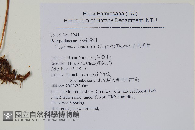 台灣茀蕨藏品圖，第2張