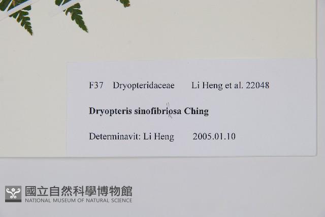 密鱗鱗毛蕨藏品圖，第2張