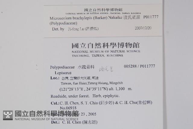 波氏星蕨藏品圖，第2張