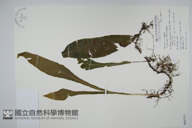 萊氏線蕨藏品圖，第1張