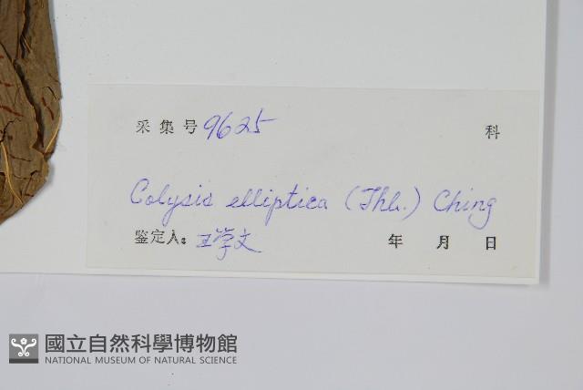 橢圓線蕨藏品圖，第2張