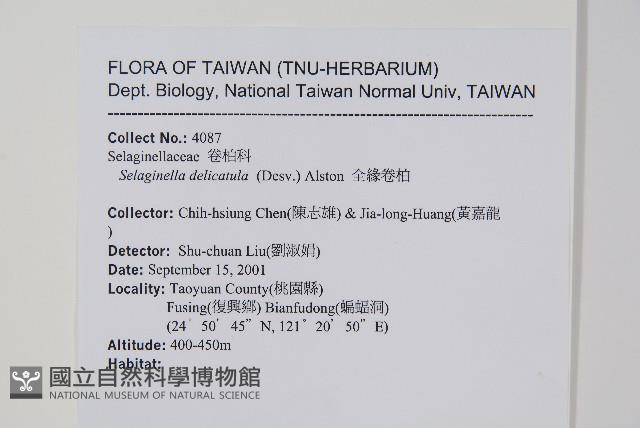 全緣卷柏藏品圖，第2張